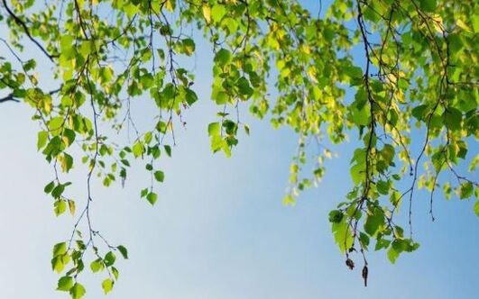 birch leaves to treat joint disease