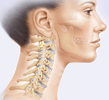 Illustration of the cervical spine